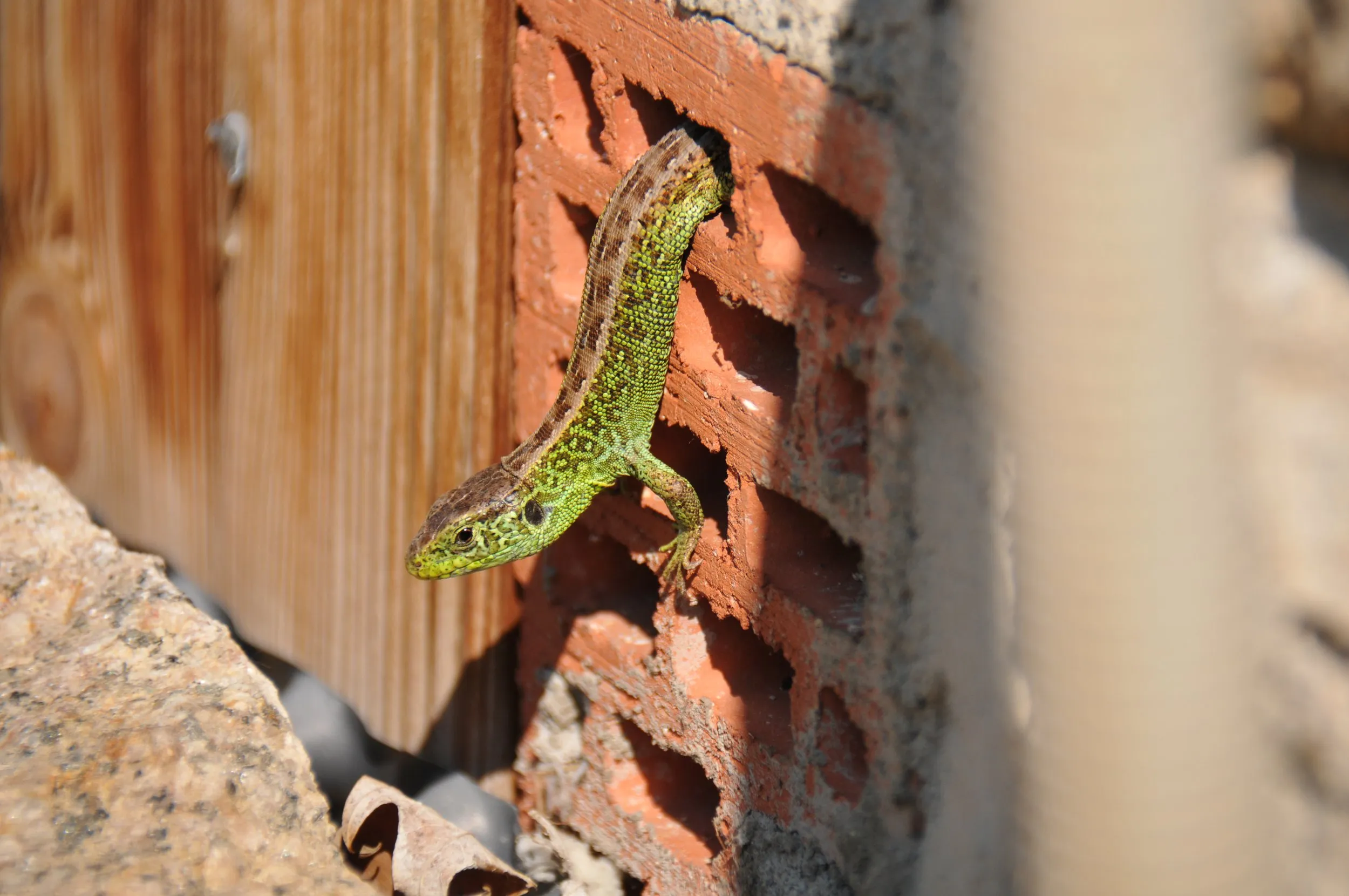 Eidechse klettert aus einem Stein