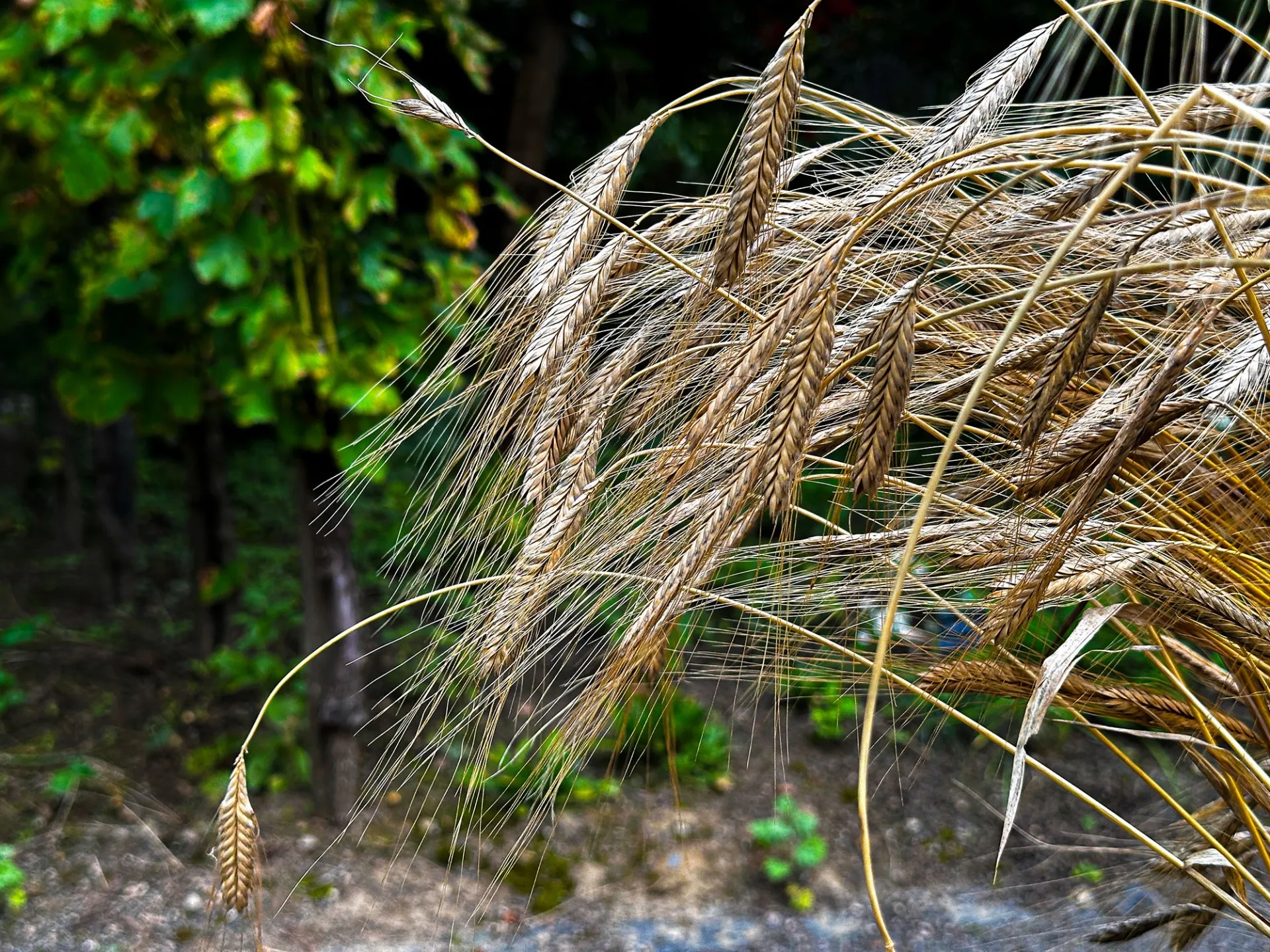 Getreide im Bibelgarten