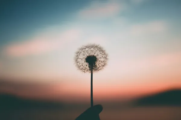 Quelle: Unsplash.com / aleksandr-ledogorov Löwenzahnblüte vor blau-rosa Himmel