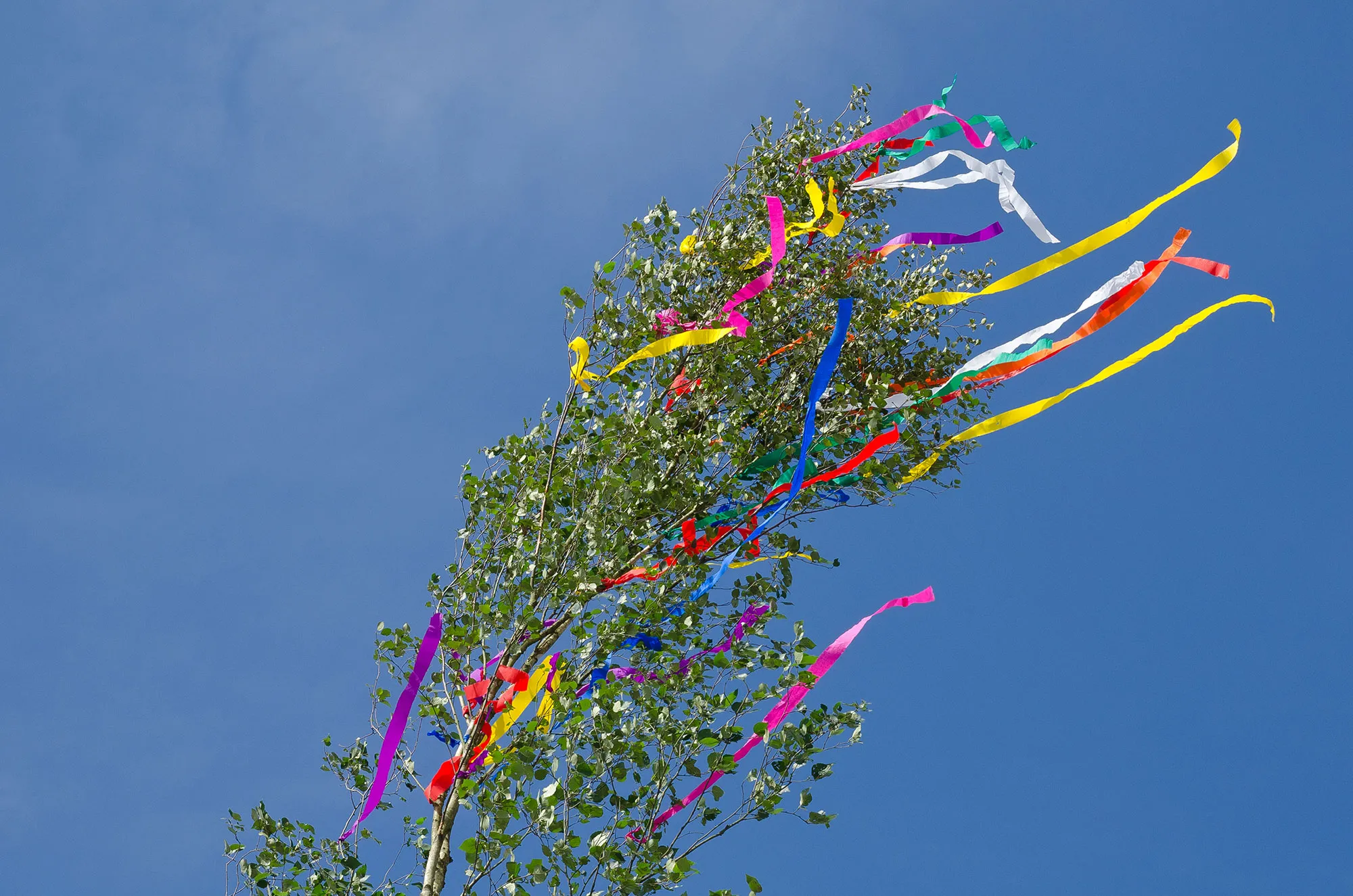 Birkenzweige im Wind mit bunten Bändern
