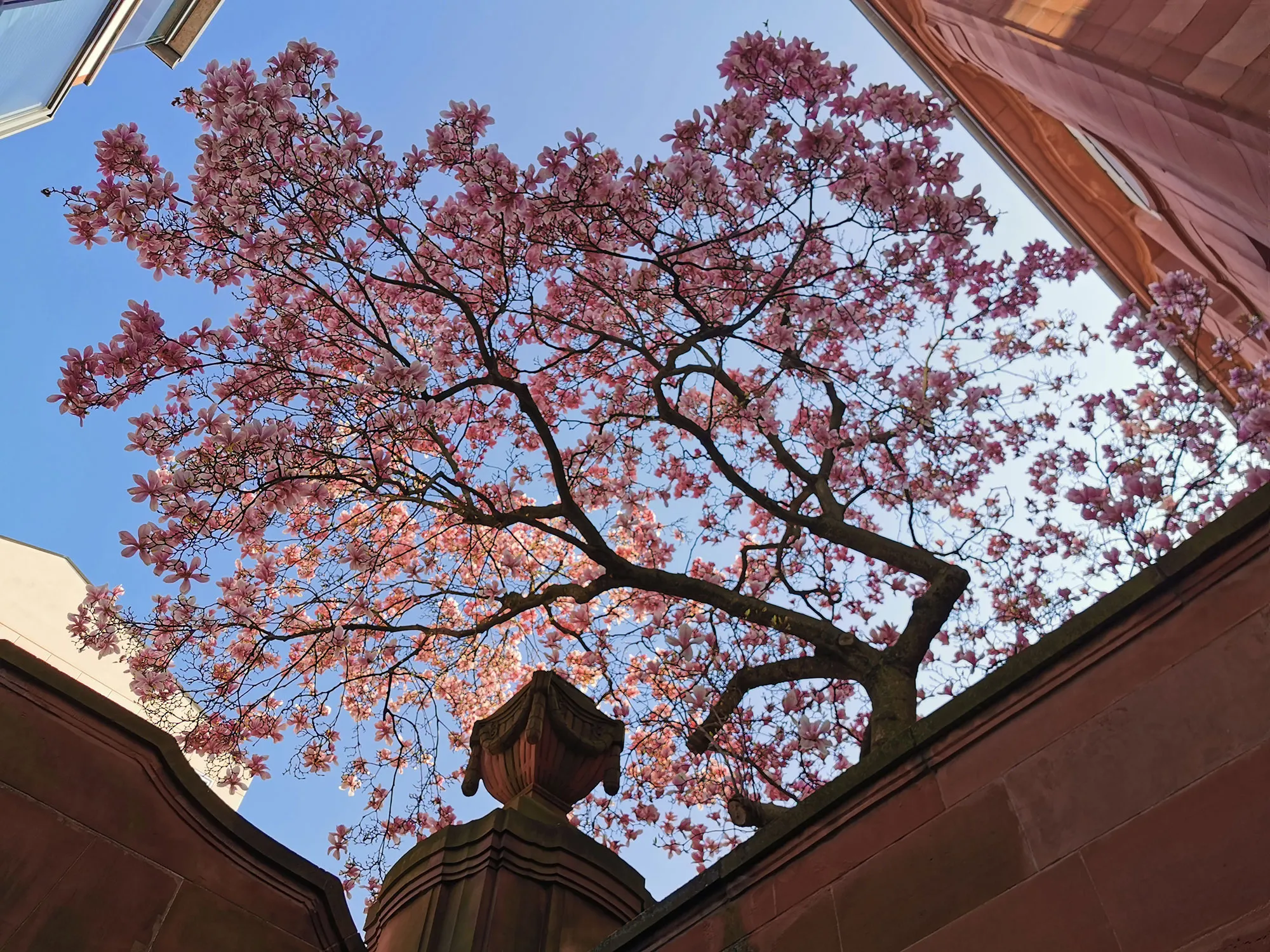 Magnolienbaum vor dem Oberkirchenrat in Karlsruhe