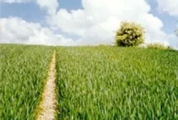 Pilgerstrecke auf einem Feld