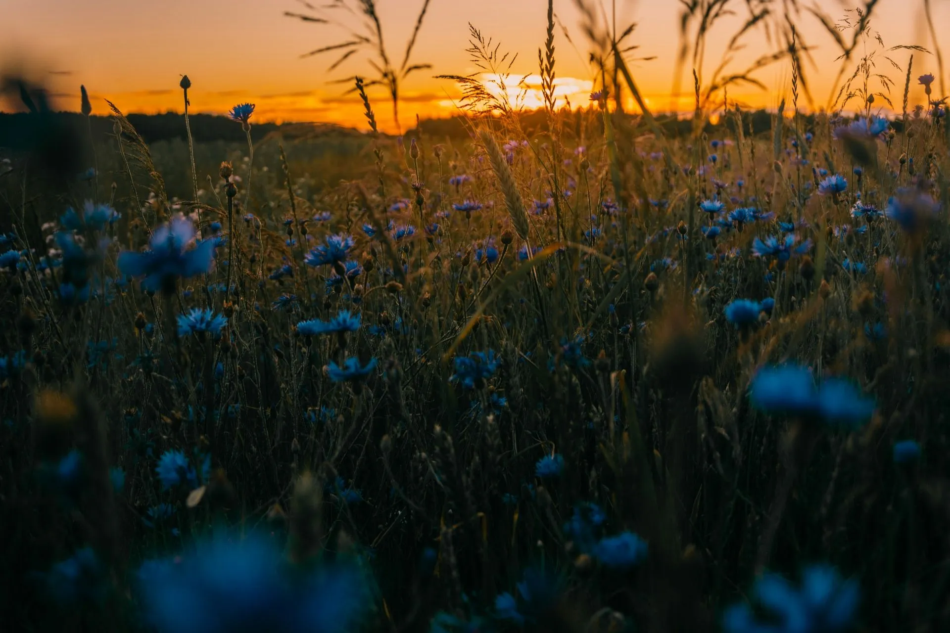 Blüten von Kornblumen in der Abendsonne