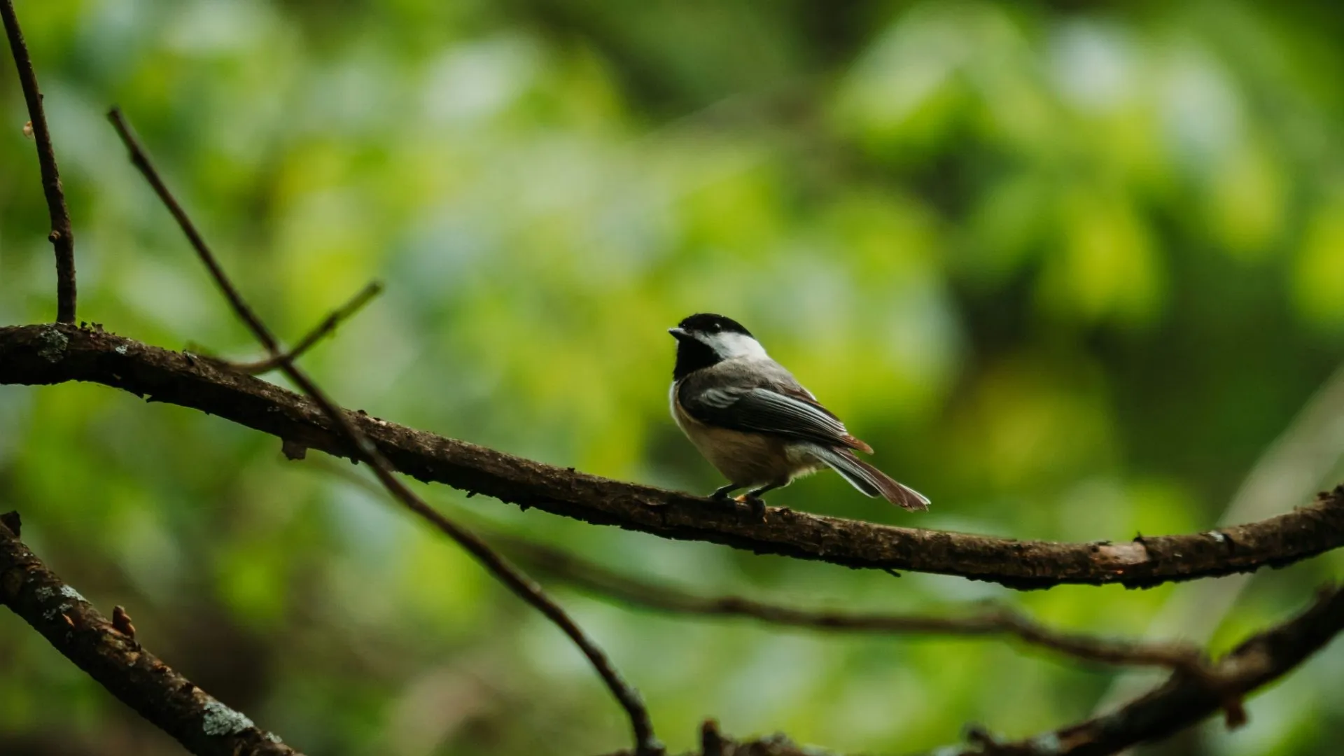 Kleiner Vogel sitzt auf einem Ast