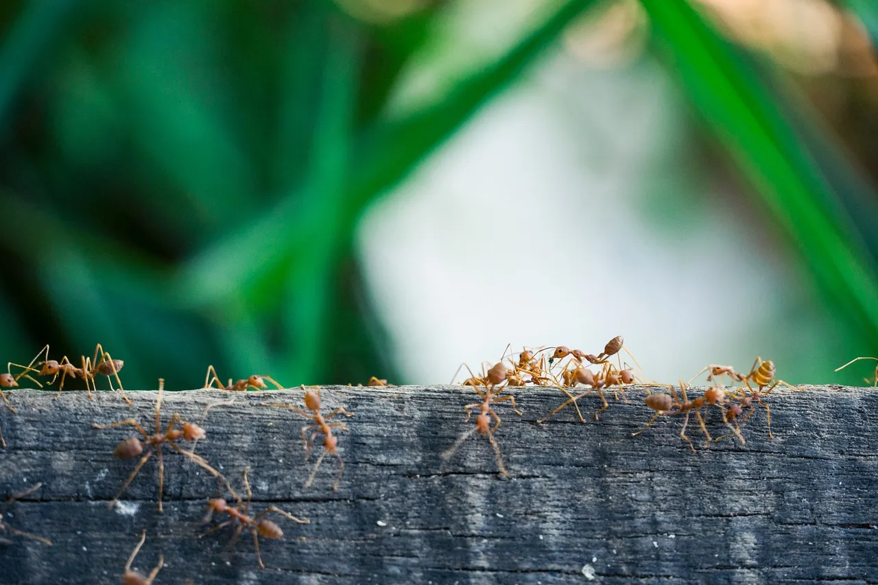 Ameisen an Baumstamm