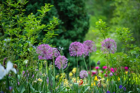 Garten mit vielen bunten Blumen