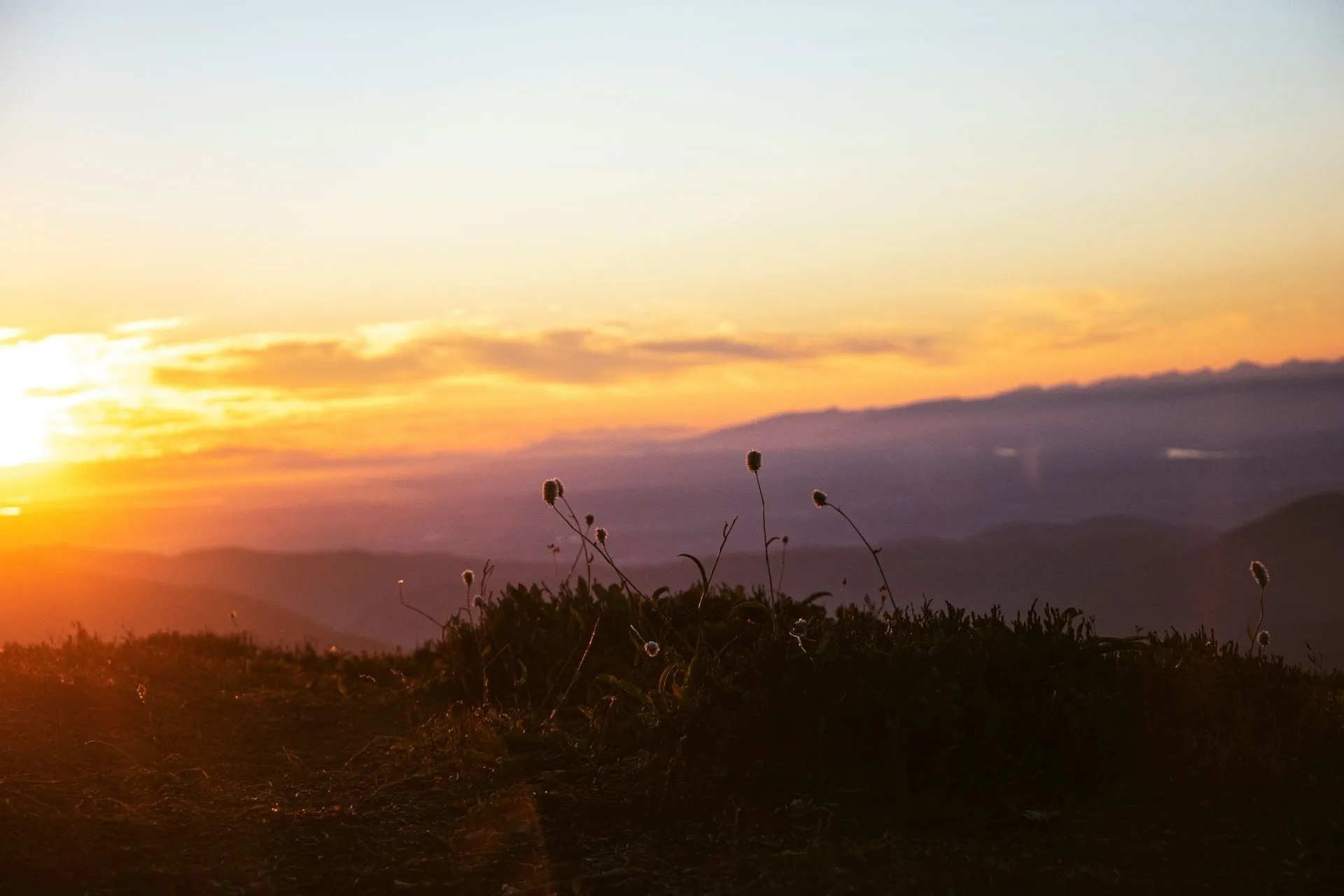 Blumen im Morgenlicht
