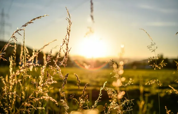 Quelle: Lukas Tennie/Unsplash Feld bei Sonnenuntergang