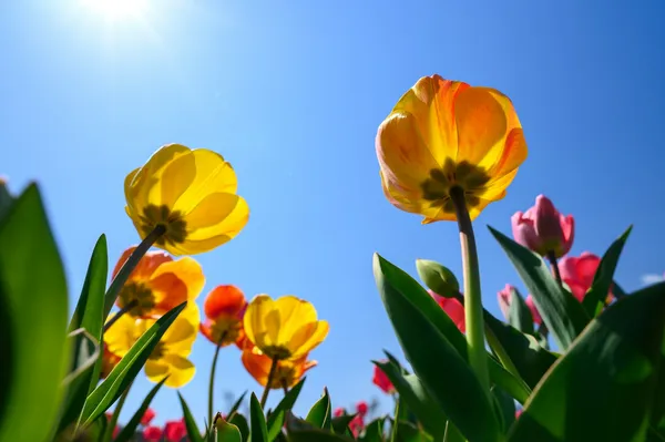 bunte Tulpen vor einem blauen Himmel