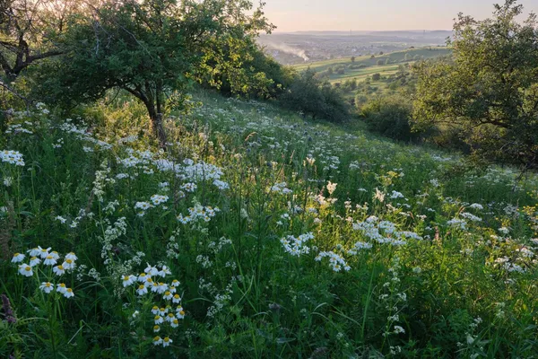Blumenwiese im Frühjahr mit Bäumen