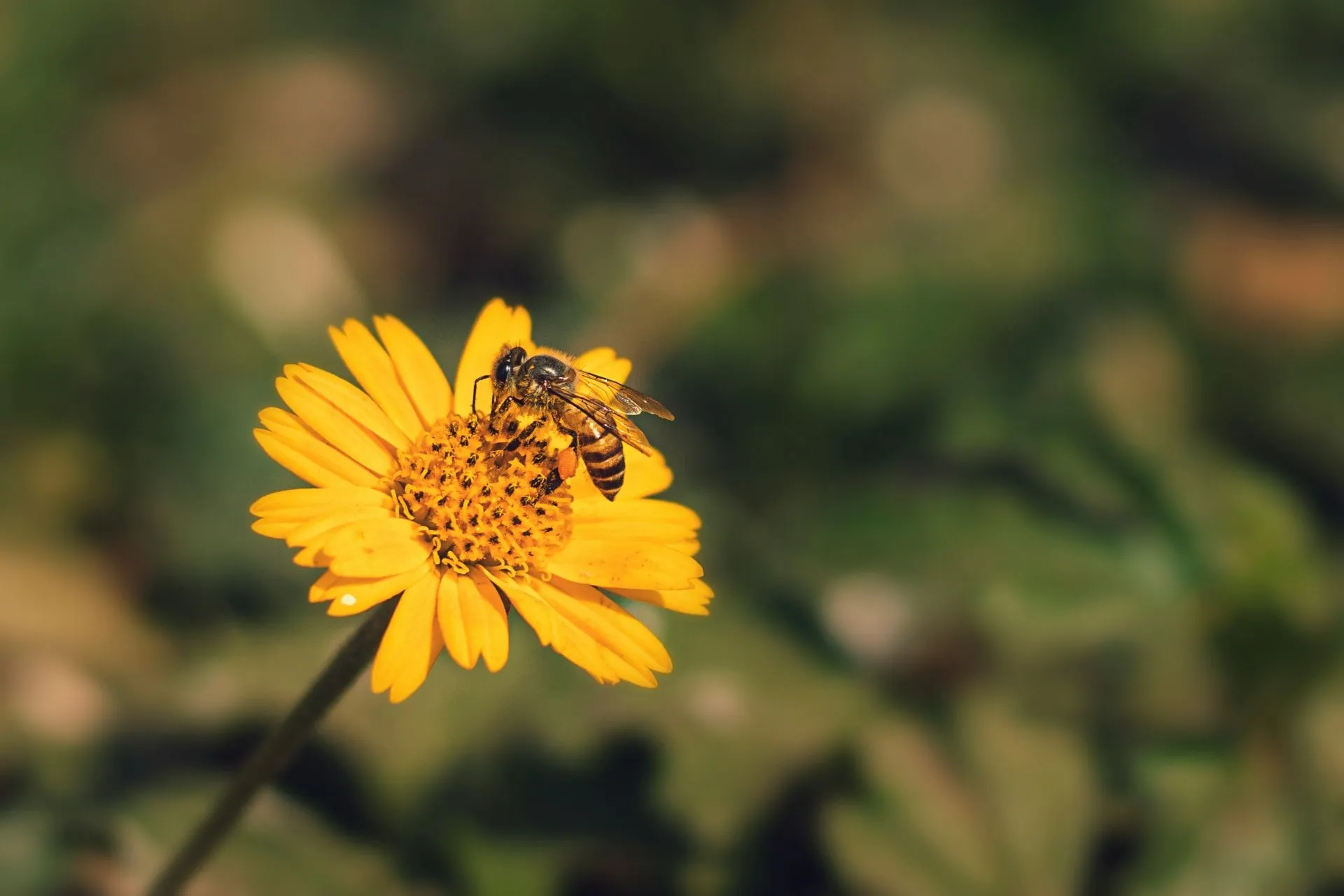 Biene sitzt auf gelber Blume