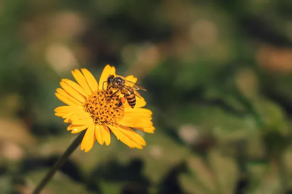 Biene sitzt auf gelber Blume