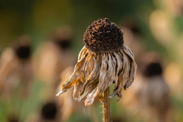 Quelle: Pawel Czerwinski/Unsplash Vertrocknete Sonnenblume