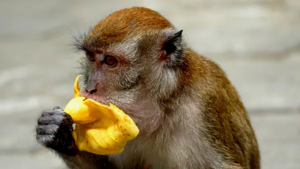 Affe mit Banane