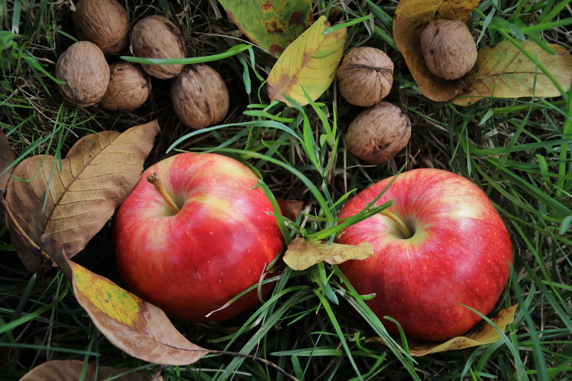 reife Äpfel und Nüsse auf Boden im Garten
