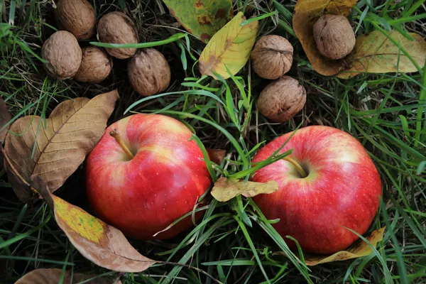 reife Äpfel und Nüsse auf Boden im Garten
