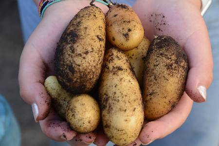 Kartoffeln in der Hand