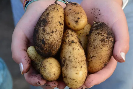 Kartoffeln in der Hand