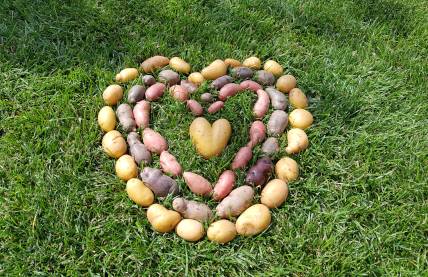viele Kartoffeln, die in Form eines Herzens gruppiert sind