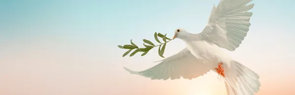 Friedenstaube mit einem Zweig im Schnabel