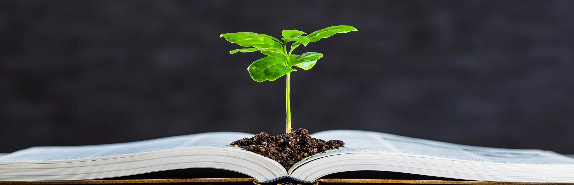 Aus einem geöffneten Buch wächste ein Pflänzchen
