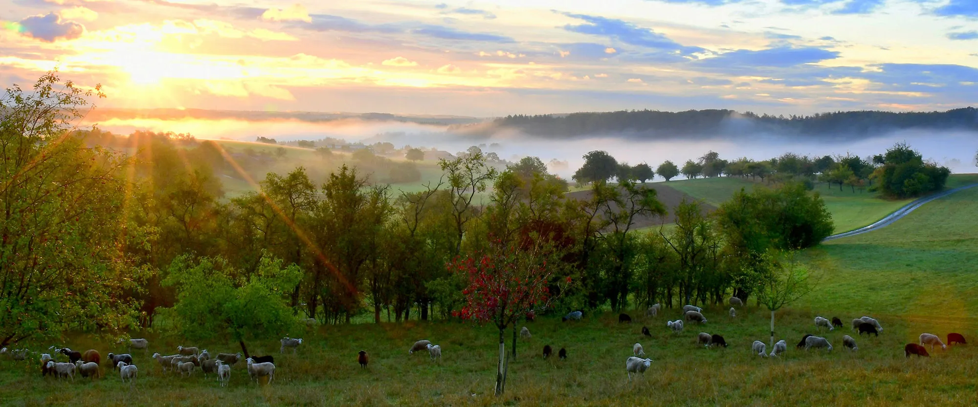 Schafherde auf grüner Weide bei Sonnenaufgang und Nebel über einer hügeligen Landschaft.
