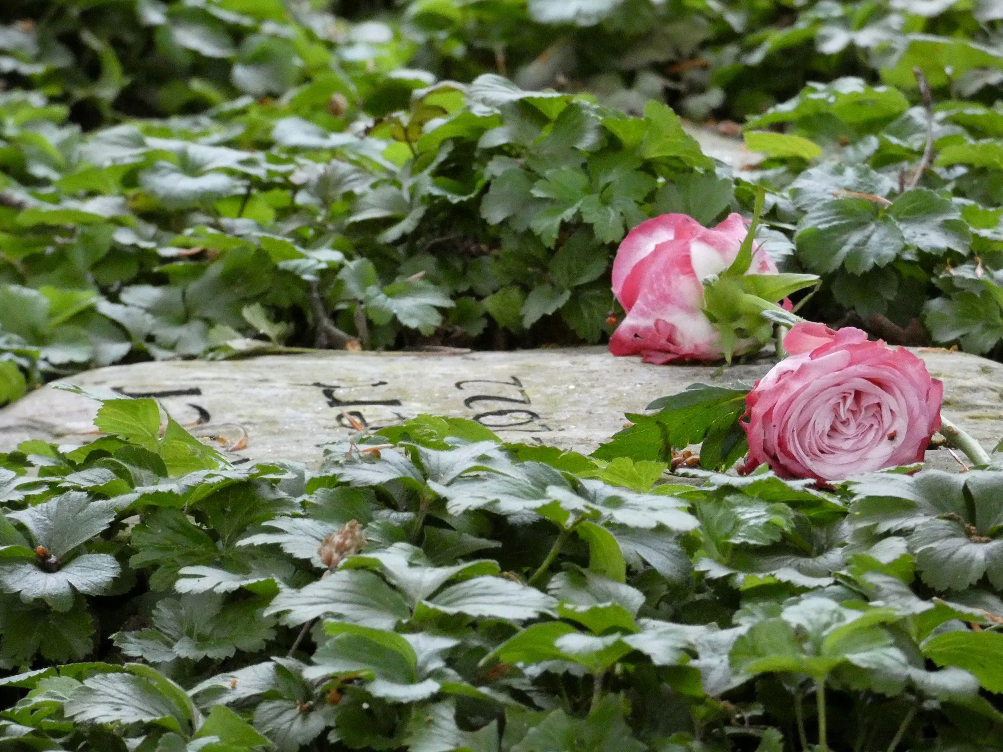 Zwei Rosen liegen auf einer Grabplatte umgeben von Efeu