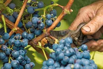 Bild von Weinreben zum Text Krise im Weinbau