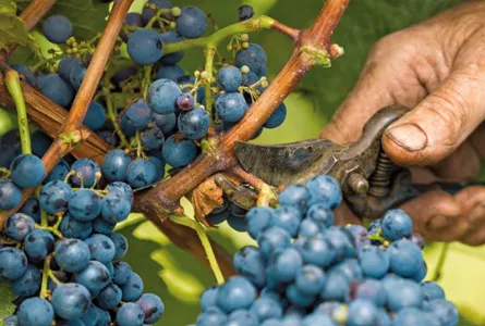 Bild von Weinreben zum Text Krise im Weinbau