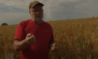 Bild vom Bericht im SWR mit Roland Waldi über Kraichgaukorn