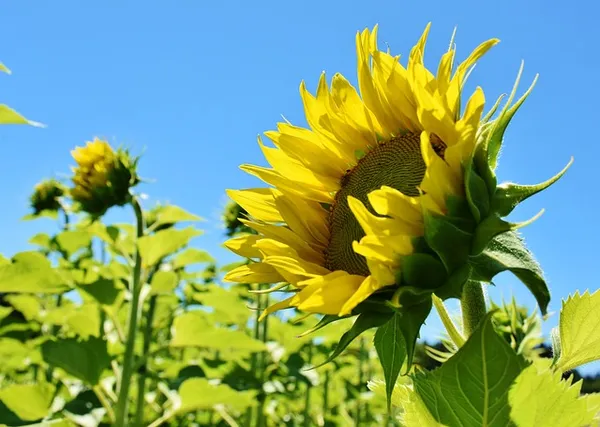 Quelle: pixabay.com Klimaschutz