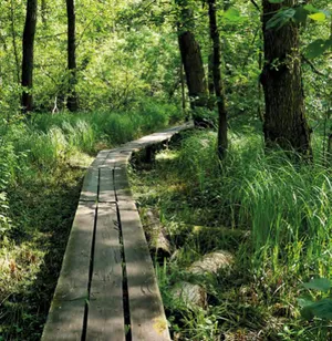 Waldweg mit Holzbalken