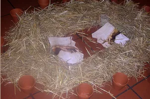 Auschnitt aus Bodenbild