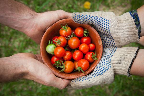 zwei paar Hände halten eine Schüssel mit Tomaten