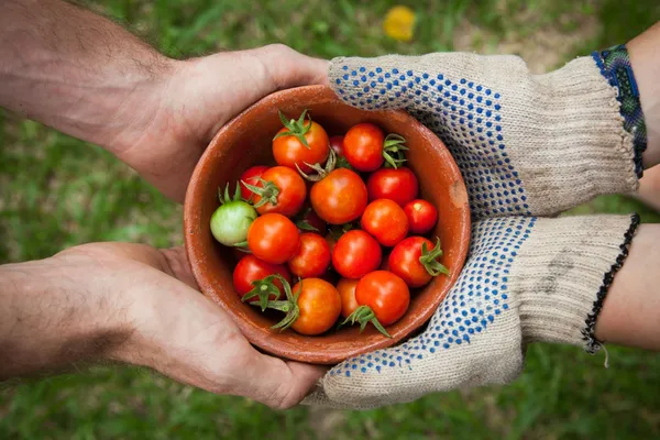 zwei paar Hände halten eine Schüssel mit Tomaten