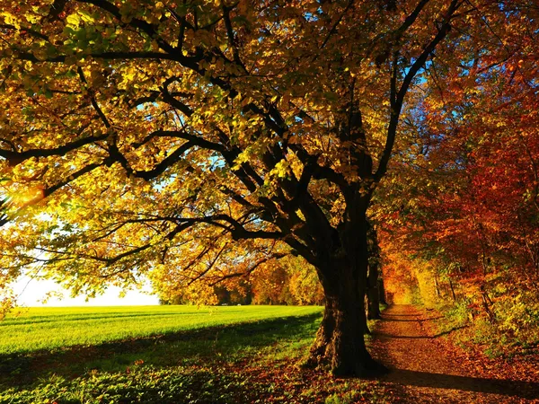 Quelle: www.pixabay.com Foto: PublicDomainPictures Herbstbaum