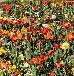 Tulpenfeld