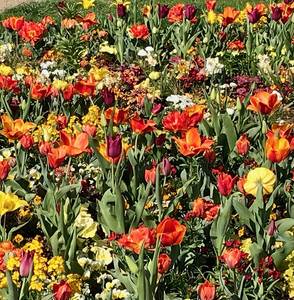 Tulpenfeld