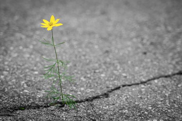 Blume wächst aus Beton
