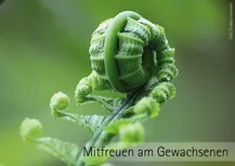 Auf grüngelblichem Hintergrund rollt sich gerade eine Blatt eines Bauemes oder Stauches auf. Darunter die Worte: "Mitfreuen am Gewachsenen"