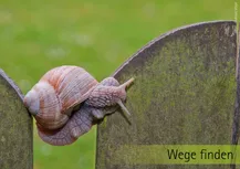 Grünlicher Hintergrung. Eine Schnecke versucht gerade die Lücke zwischen 2 Steintafeln zu überwinden. Darunter die Worte: "Wege finden"