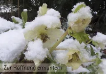 Im Hintegrund Bäume, könnte ein Wald sein davor eien Staudt mit knopspenartigen Büten , die mit Schnee bedeckt sind.