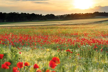 Blumenwiese Klimaschutz