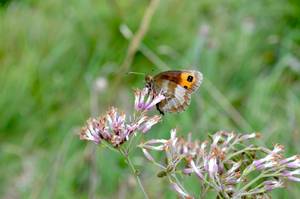 Schmetterling auf einer Blüte