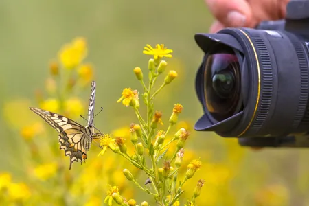Schmetterling auf gelber Blüte sowie Kameraobjektiv, das auf Schmetterling gerichtet ist.