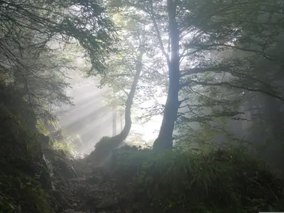 Quelle: pixabay Wald mit durchscheinenden Sonnenlicht
