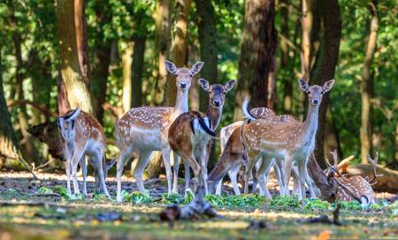 Rehe im Wald blicken in die Kamera