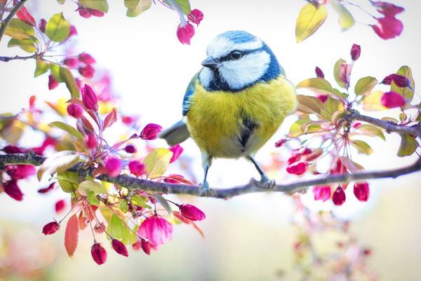 Blaumeise auf einem dünnen Ast. Blau-weißer Kopf, gelbe Brust, blaue Flügel. Im Hintergrund: rosa, gelbe Blätter