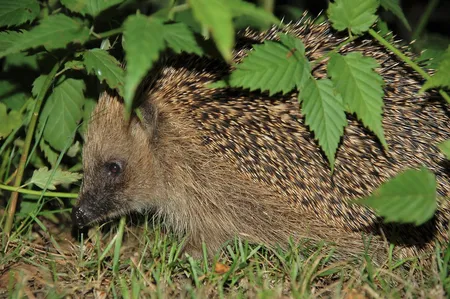 Igel, der nachts durch den Busch geht.