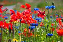Sommerwiese mit Blumen